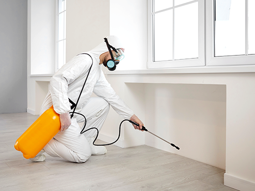 Professional pest control inspection service
